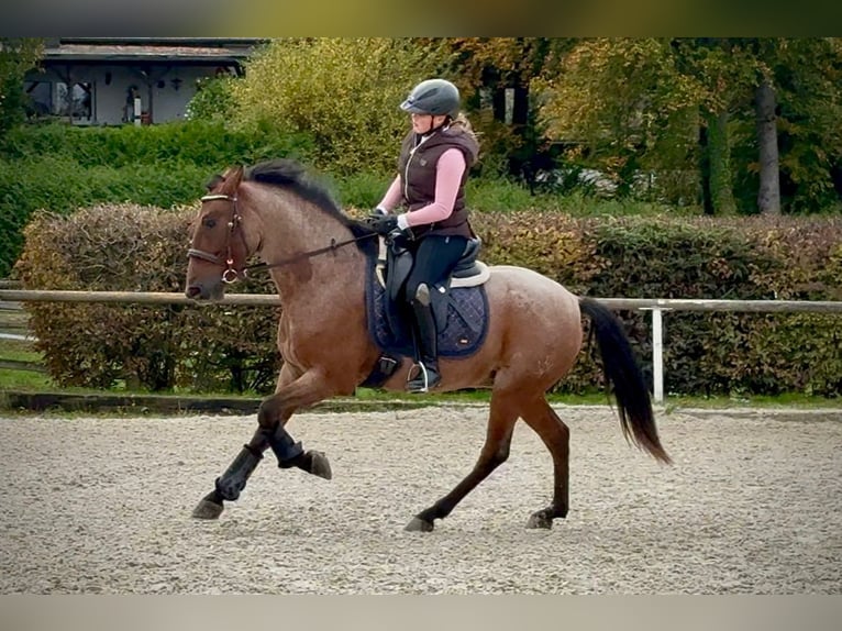 Cruzado Gelding 5 years 14,2 hh Roan-Red in Neustadt (Wied)