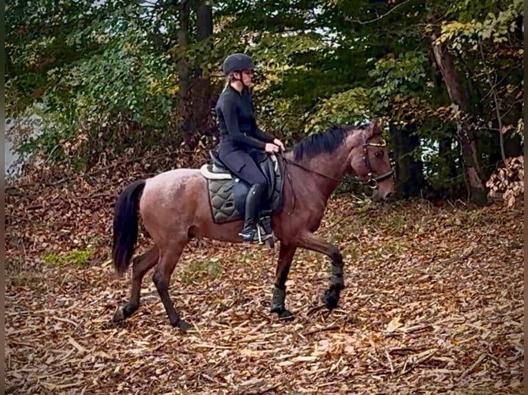 Cruzado Gelding 5 years 14,2 hh Roan-Red in Neustadt (Wied)