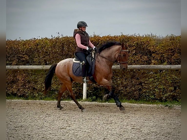 Cruzado Gelding 5 years 14,2 hh Roan-Red in Neustadt (Wied)