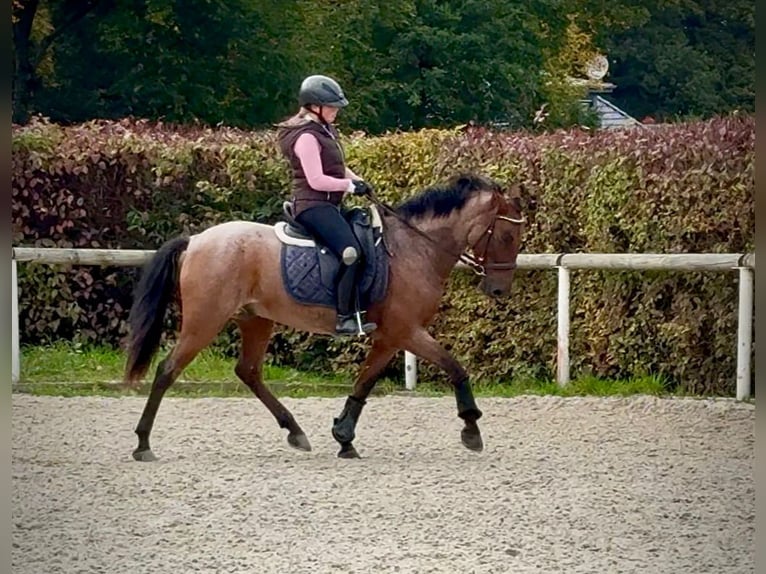 Cruzado Gelding 5 years 14,2 hh Roan-Red in Neustadt (Wied)