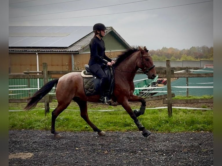 Cruzado Gelding 5 years 14,2 hh Roan-Red in Neustadt (Wied)