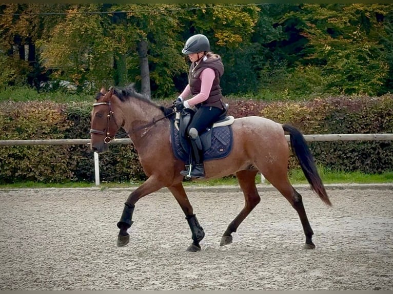 Cruzado Gelding 5 years 14,2 hh Roan-Red in Neustadt (Wied)