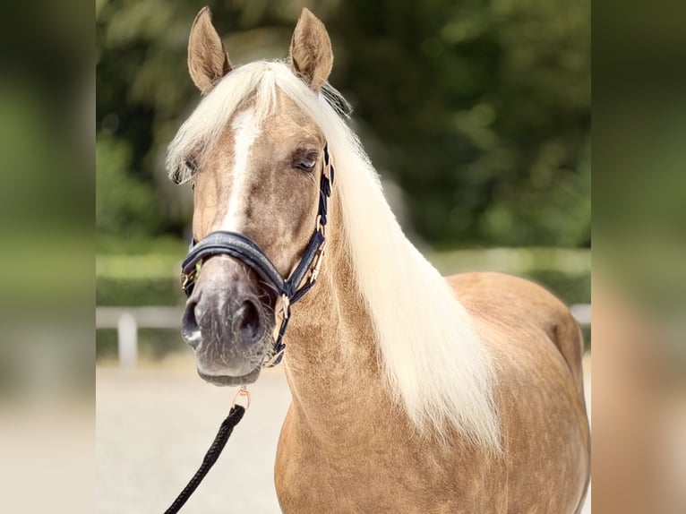 Cruzado Gelding 5 years 15.1 hh Palomino in Neustadt (Wied)