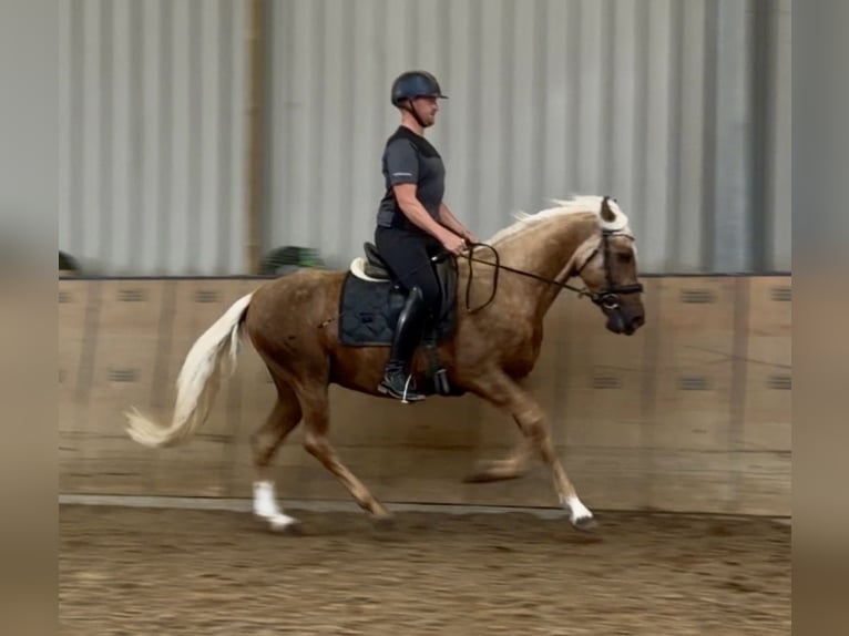 Cruzado Gelding 5 years 15.1 hh Palomino in Neustadt (Wied)