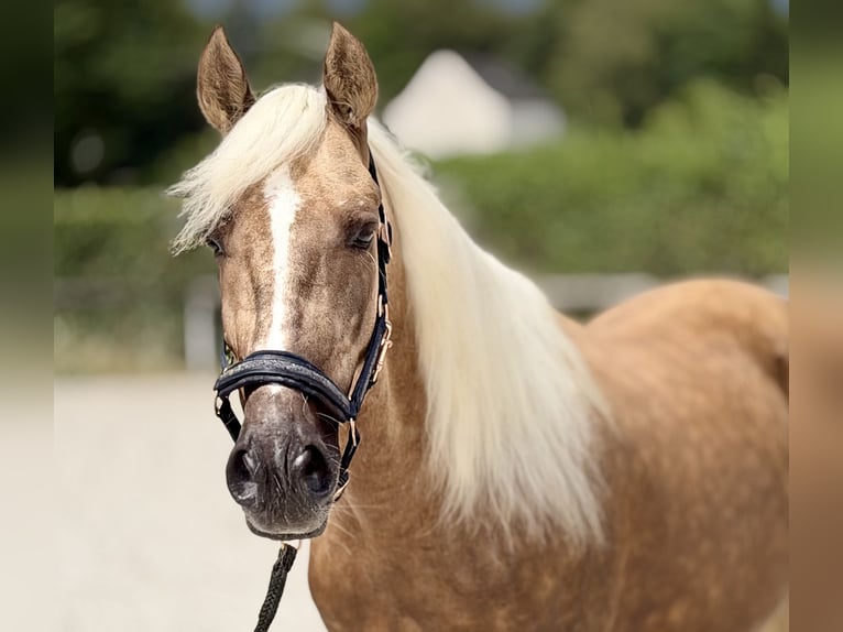 Cruzado Gelding 5 years 15.1 hh Palomino in Neustadt (Wied)