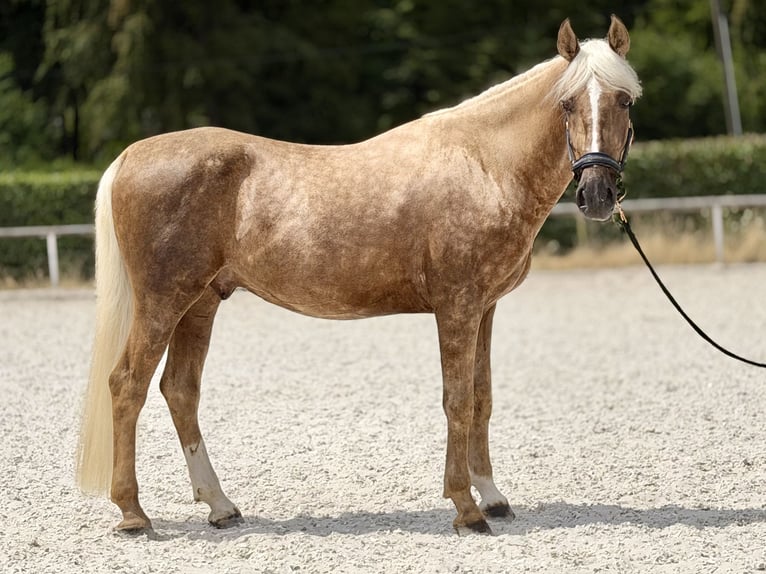 Cruzado Gelding 5 years 15.1 hh Palomino in Neustadt (Wied)