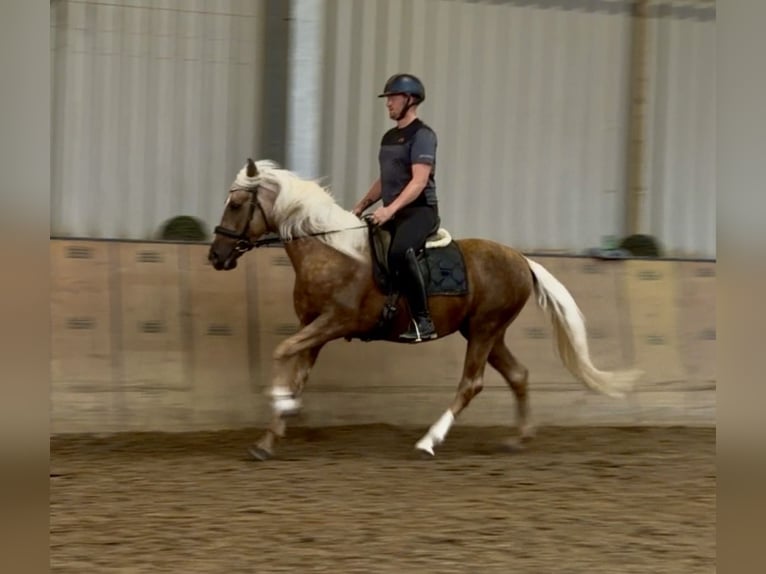 Cruzado Gelding 5 years 15.1 hh Palomino in Neustadt (Wied)