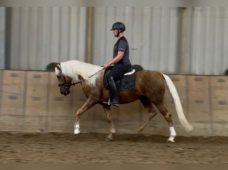 Cruzado Gelding 5 years 15.1 hh Palomino in Neustadt (Wied)