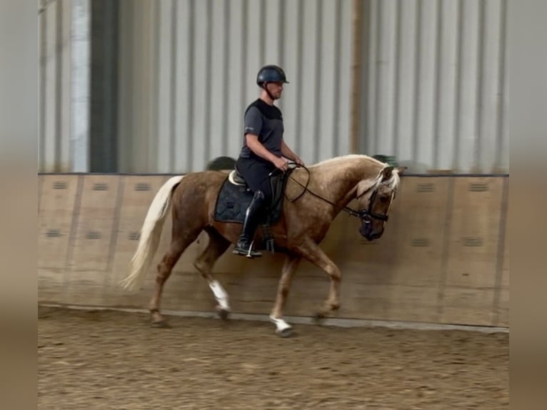 Cruzado Gelding 5 years 15.1 hh Palomino in Neustadt (Wied)