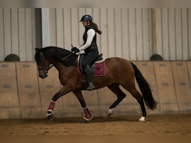 Cruzado Gelding 5 years 15.2 hh Brown in Neustadt (Wied)