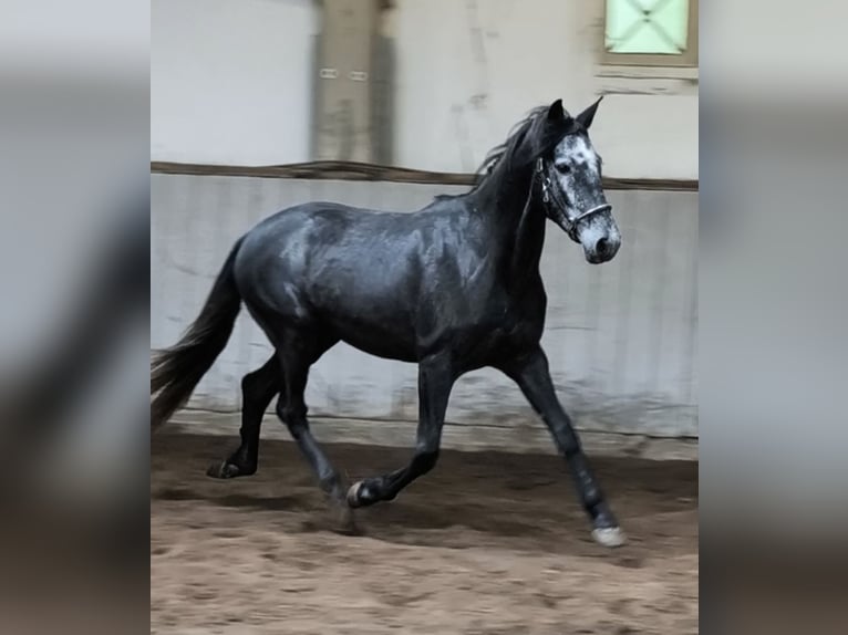 Cruzado Mix Gelding 5 years 15 hh Grey-Dark-Tan in Traventhal