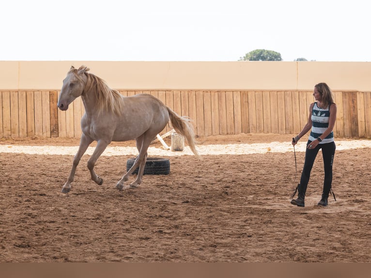 Cruzado Gelding 5 years 15,1 hh Champagne in Friedrichshafen