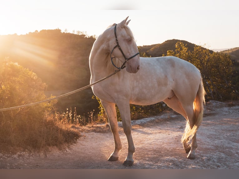 Cruzado Gelding 5 years 15,1 hh Champagne in Friedrichshafen