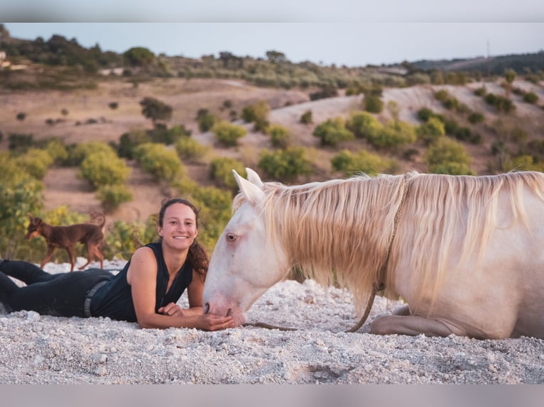 Cruzado Gelding 5 years 15,1 hh Champagne in Friedrichshafen