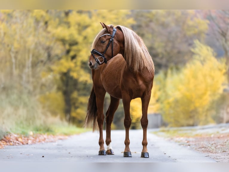 Cruzado Gelding 5 years 15,1 hh Chestnut-Red in Windhagen