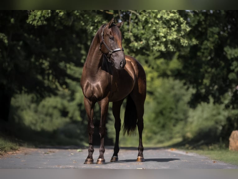 Cruzado Gelding 5 years 15,2 hh Brown in Windhagen