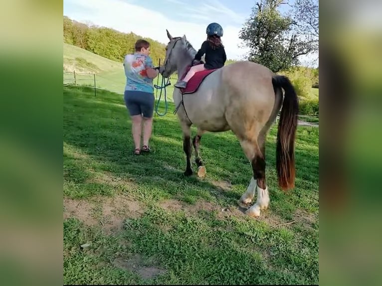 Cruzado Gelding 5 years 15,2 hh Buckskin in Radolfzell am Bodensee