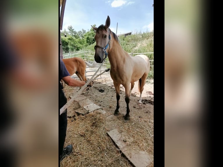 Cruzado Gelding 5 years 15,2 hh Buckskin in Radolfzell am Bodensee
