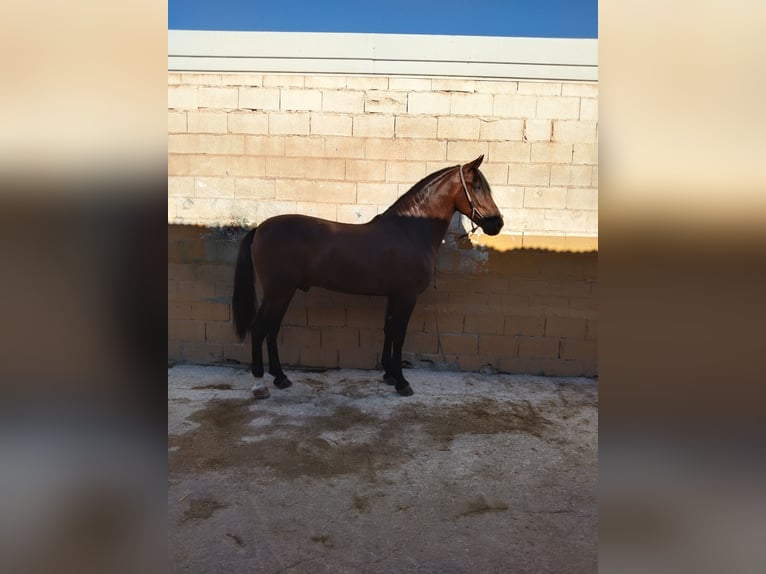 Cruzado Gelding 5 years 15,3 hh Brown-Light in Torremolinos