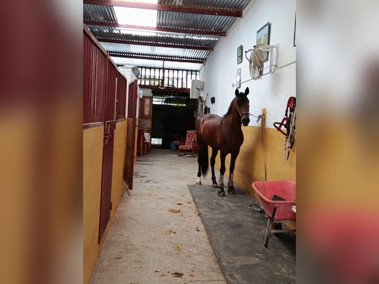 Cruzado Gelding 5 years 15,3 hh Brown-Light in Torremolinos