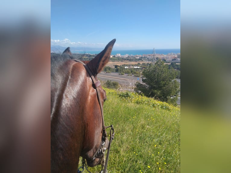 Cruzado Gelding 5 years 15,3 hh Brown-Light in Torremolinos
