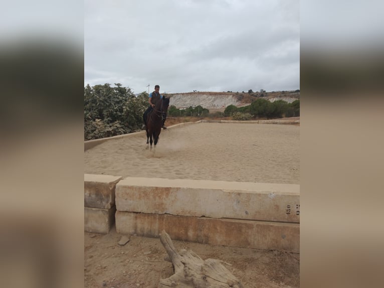 Cruzado Gelding 5 years 16 hh Brown-Light in Torremolinos