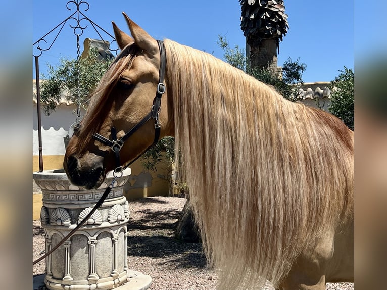 Cruzado Gelding 5 years 16 hh Chestnut-Red in Alicante
