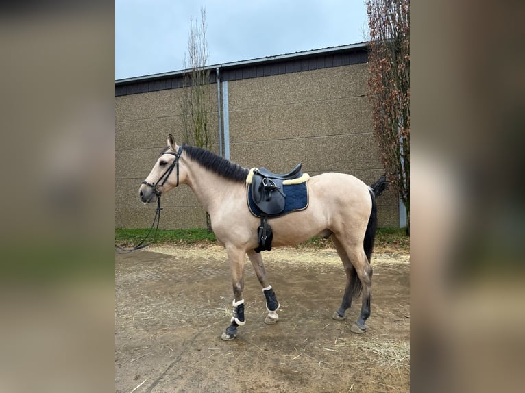 Cruzado Gelding 5 years 16 hh Dun in Roeser