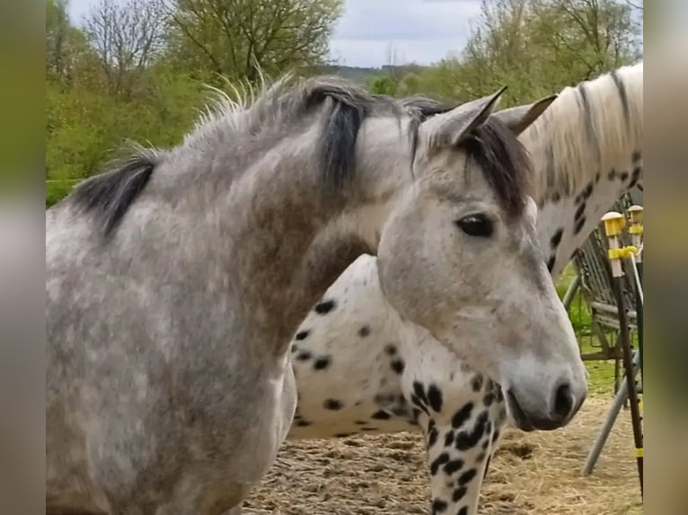 Cruzado Gelding 5 years 16 hh  in Bělá nad Radbuzou