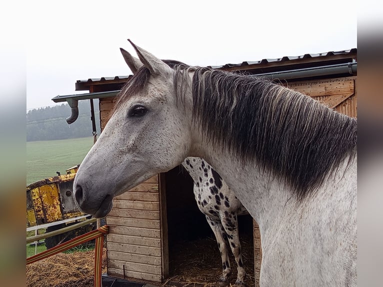Cruzado Gelding 5 years 16 hh  in Bělá nad Radbuzou