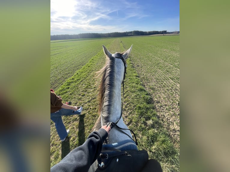 Cruzado Gelding 5 years 16 hh Grey in Hemau