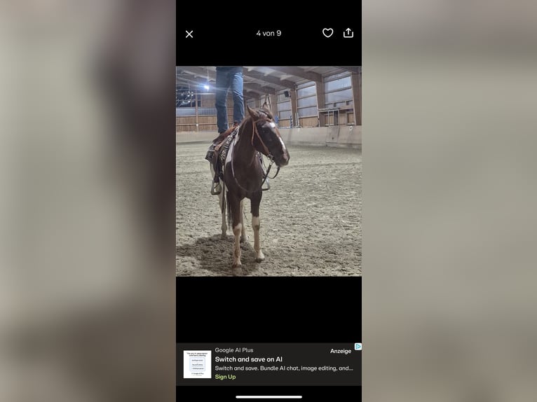 Cruzado Gelding 5 years 16 hh Pinto in Natternbach