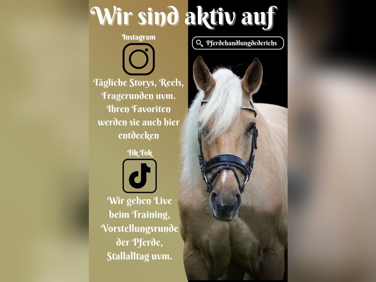 Cruzado Gelding 5 years 16,1 hh Palomino in Nettersheim