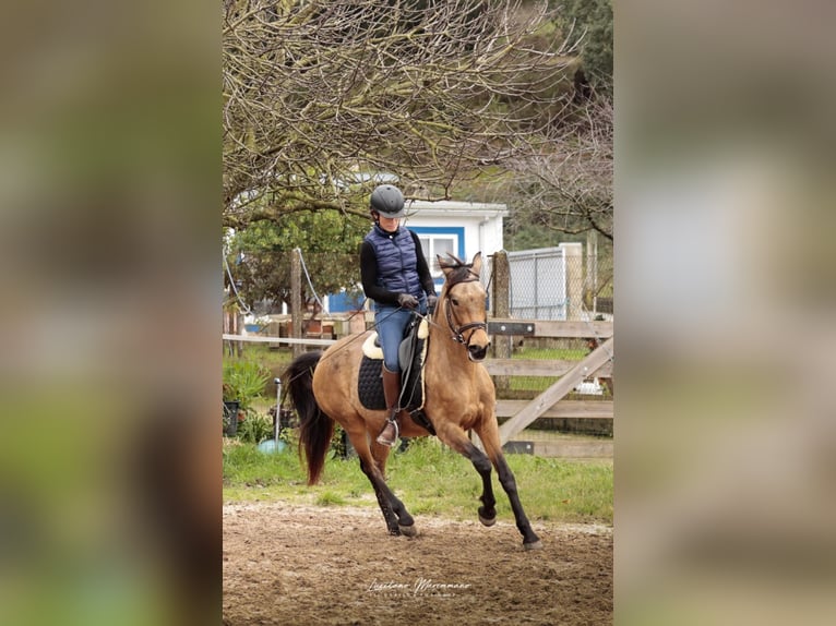 Cruzado Gelding 6 years 14.2 hh Buckskin in RIO MAIOR