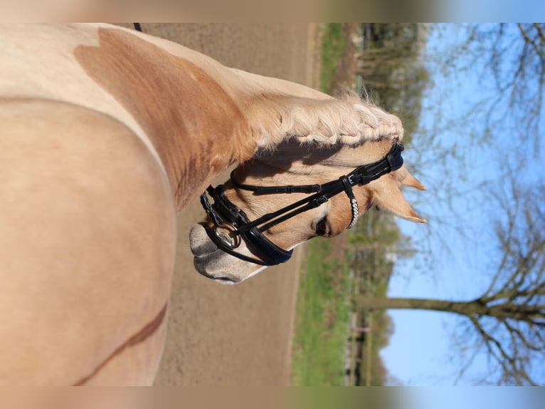 Cruzado Gelding 6 years 14 hh Pearl in Coesfeld