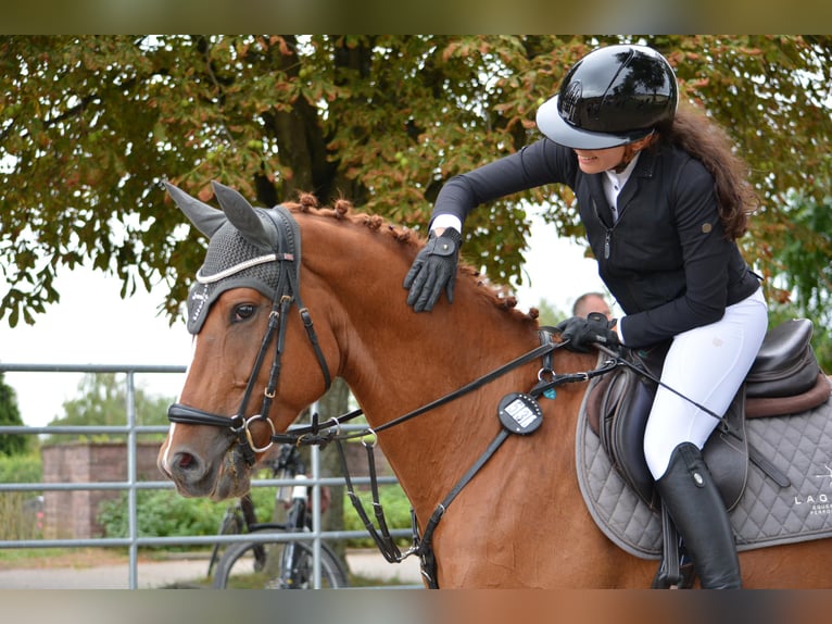 Cruzado Mix Gelding 6 years 15.1 hh Chestnut-Red in Leingarten