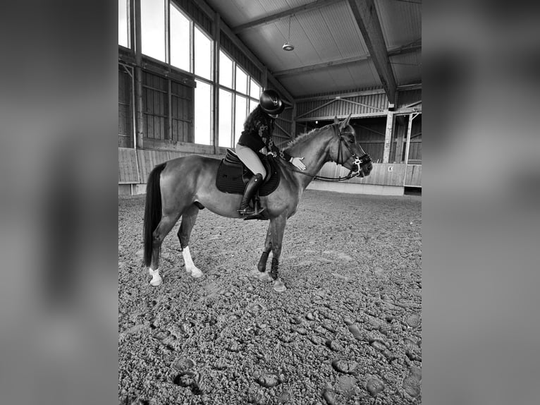 Cruzado Mix Gelding 6 years 15.1 hh Chestnut-Red in Leingarten