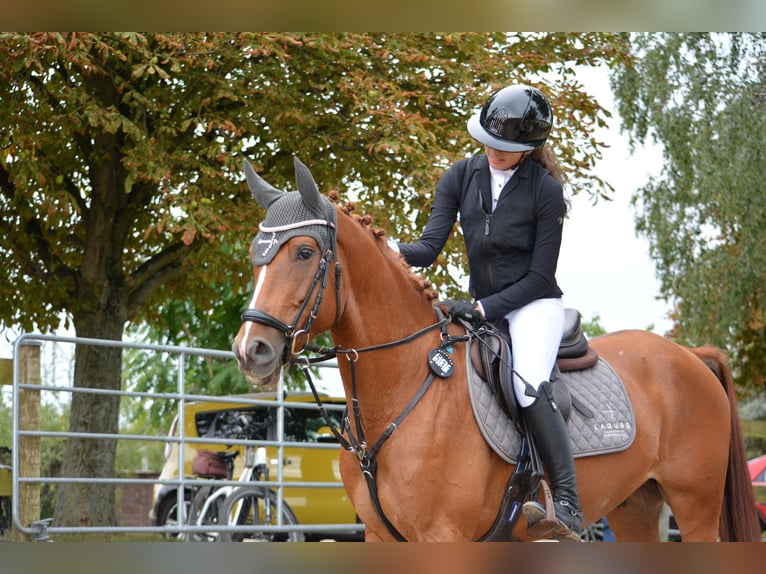 Cruzado Mix Gelding 6 years 15.1 hh Chestnut-Red in Leingarten