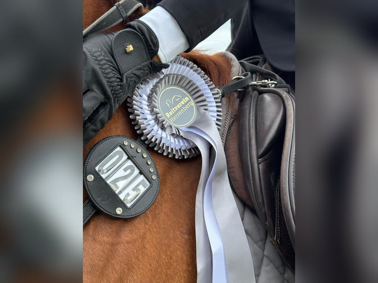 Cruzado Mix Gelding 6 years 15.1 hh Chestnut-Red in Leingarten