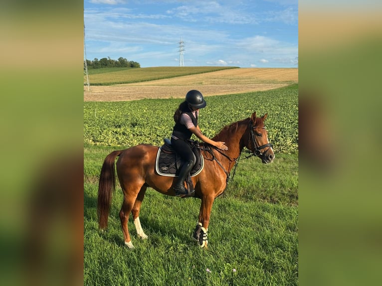 Cruzado Mix Gelding 6 years 15.1 hh Chestnut-Red in Leingarten