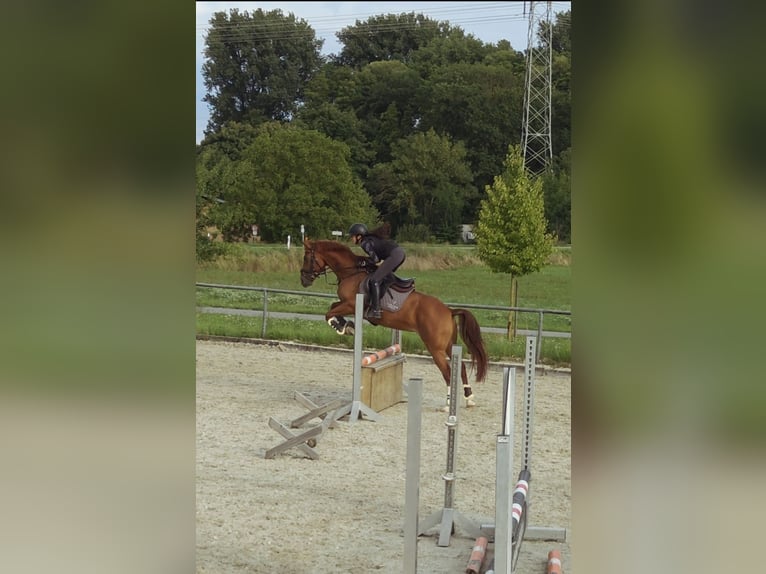 Cruzado Mix Gelding 6 years 15.1 hh Chestnut-Red in Leingarten