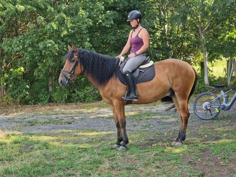 Cruzado Gelding 6 years 15.2 hh Brown in Schimberg