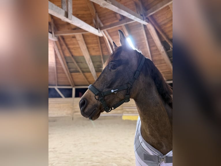 Cruzado Gelding 6 years 15.2 hh Buckskin in Baden