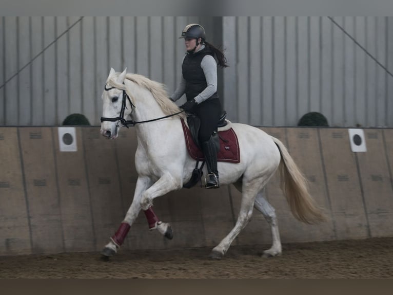 Cruzado Gelding 6 years 15 hh Grey in Neustadt (Wied)