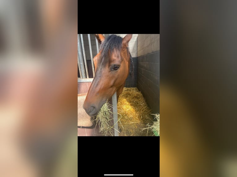 Cruzado Mix Gelding 6 years 15,1 hh Bay-Dark in Z&#xFC;lpich