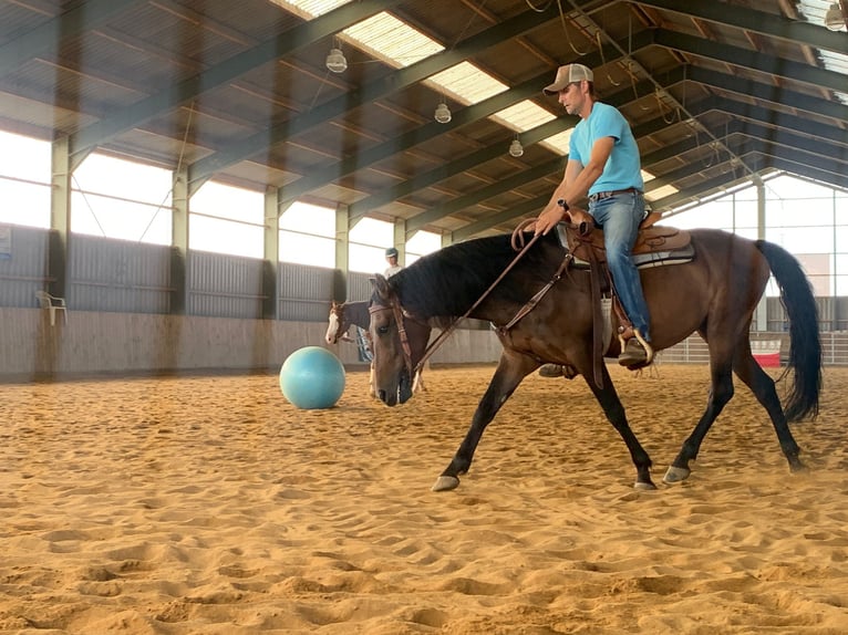 Cruzado Mix Gelding 6 years 15,1 hh Bay-Dark in Z&#xFC;lpich