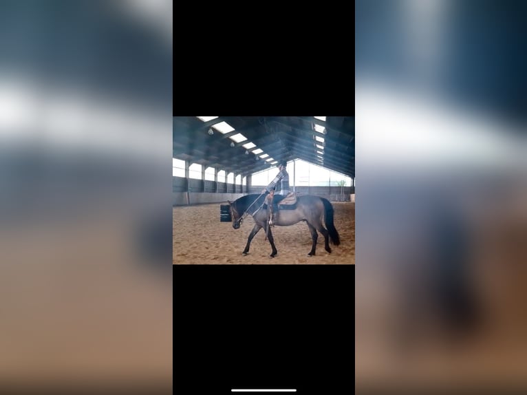 Cruzado Mix Gelding 6 years 15,1 hh Bay-Dark in Z&#xFC;lpich