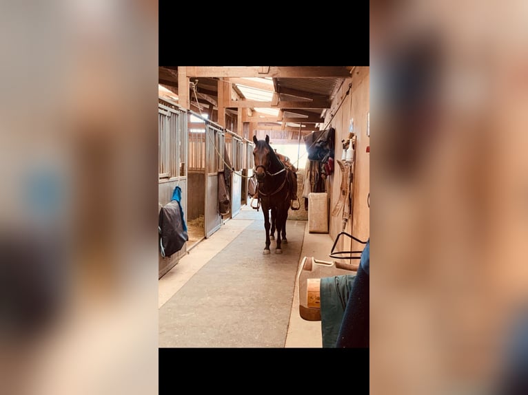 Cruzado Mix Gelding 6 years 15,1 hh Bay-Dark in Z&#xFC;lpich