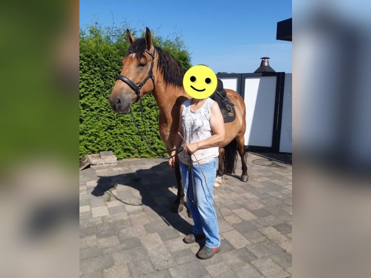 Cruzado Gelding 6 years 15,1 hh Dun in Neustadt am Rübenberge