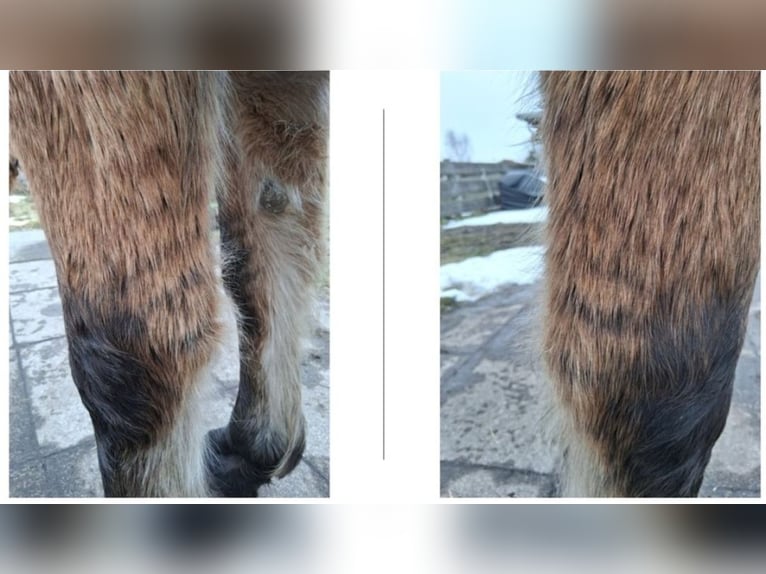 Cruzado Gelding 6 years 15,1 hh Dun in Neustadt am Rübenberge